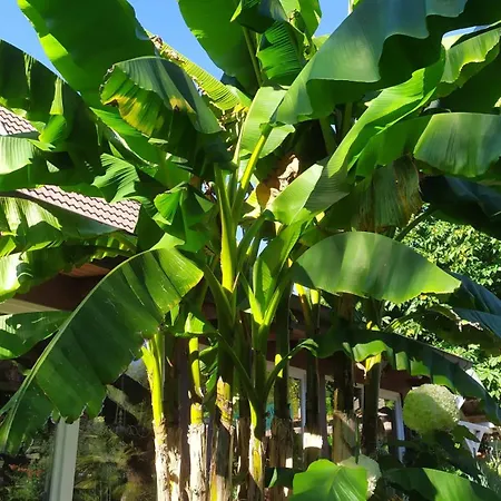 Exoten-paradies Im Garten Seggewiss - Tierfreie Nichtraucherwohnung In Raesfeld, Kreis Borken * Raesfeld