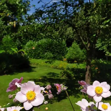 Daire Exoten-paradies Im Garten Seggewiss - Tierfreie Nichtraucherwohnung In Raesfeld, Kreis Borken Raesfeld