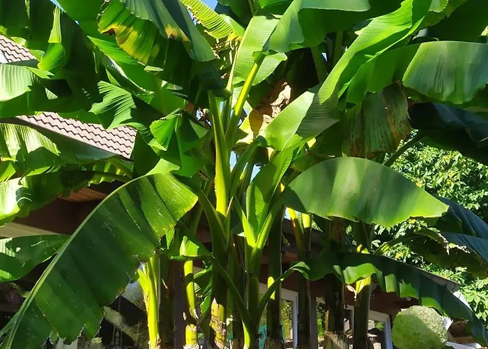 Exoten-paradies Im Garten Seggewiss - Tierfreie Nichtraucherwohnung In Raesfeld, Kreis Borken * Raesfeld